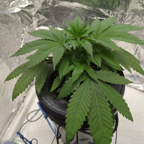 Moroccan Girl Scout Cookies  growlog photo: PM