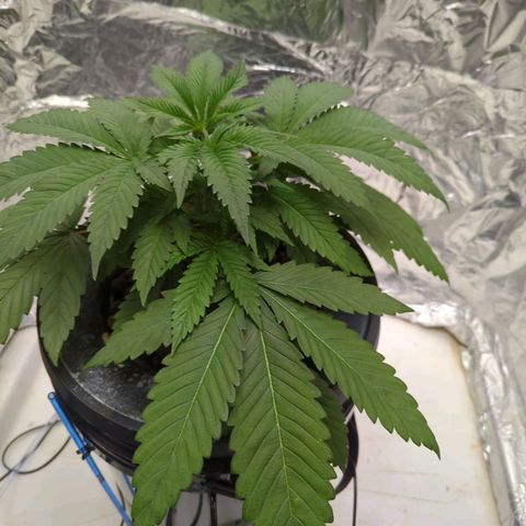 Moroccan Girl Scout Cookies  growlog photo: AM