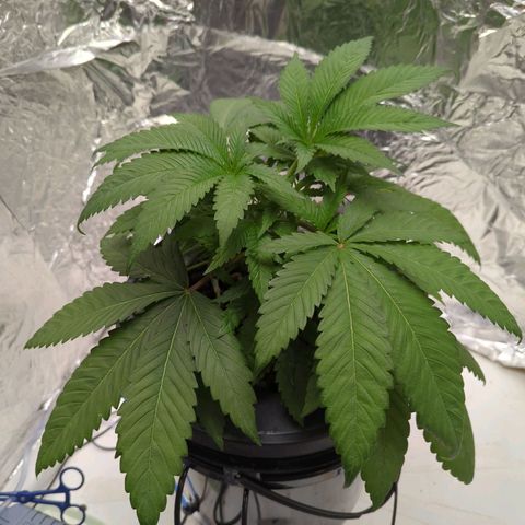 Moroccan Girl Scout Cookies  growlog photo: PM