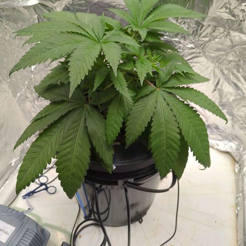 Moroccan Girl Scout Cookies  growlog photo: PM