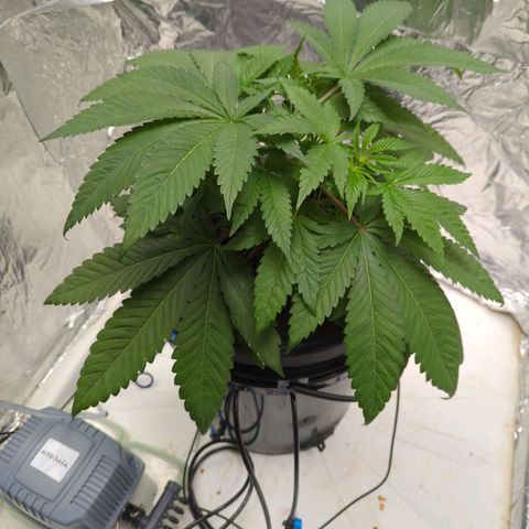 Moroccan Girl Scout Cookies  growlog photo: PM