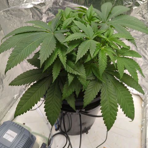 Moroccan Girl Scout Cookies  growlog photo: PM