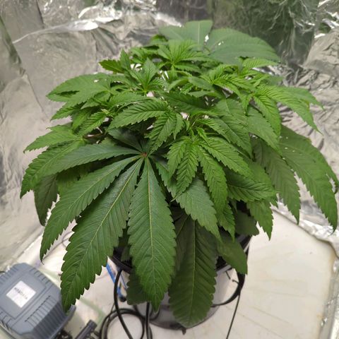 Moroccan Girl Scout Cookies  growlog photo: PM