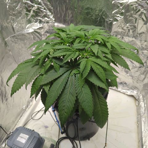 Moroccan Girl Scout Cookies  growlog photo: PM