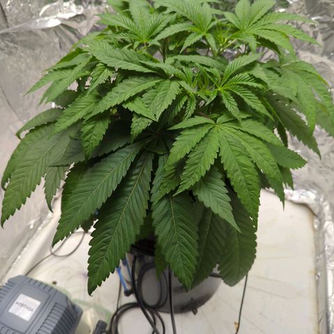 Moroccan Girl Scout Cookies  growlog photo: PM