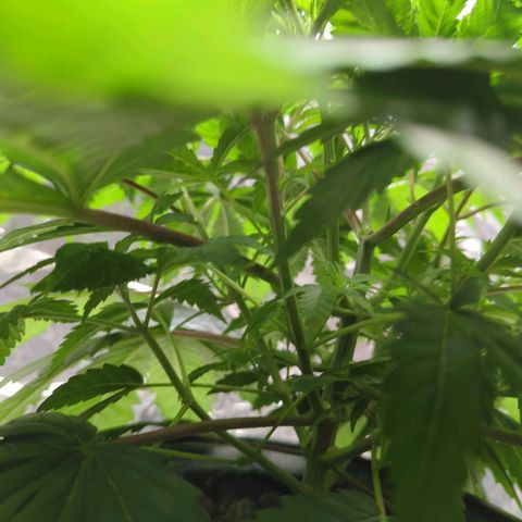 Moroccan Girl Scout Cookies  growlog photo: Underside