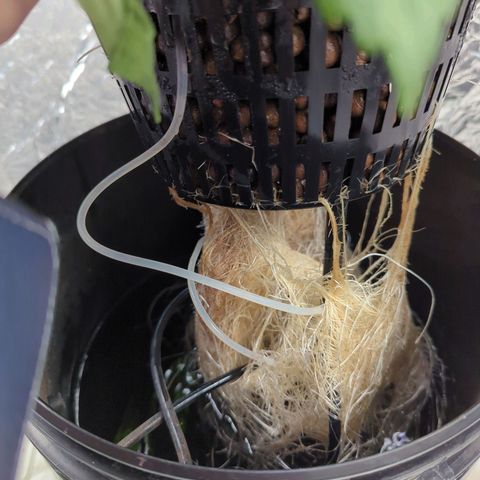 Moroccan Girl Scout Cookies  growlog photo: Amazing Root System! Healthy