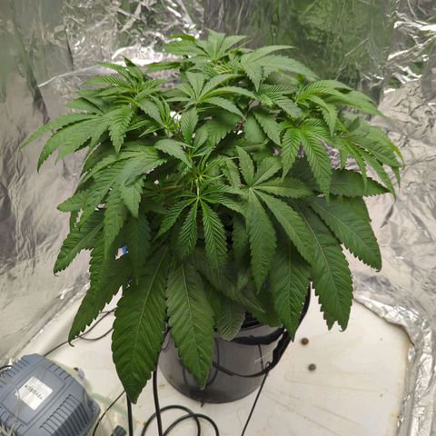 Moroccan Girl Scout Cookies  growlog photo: PM