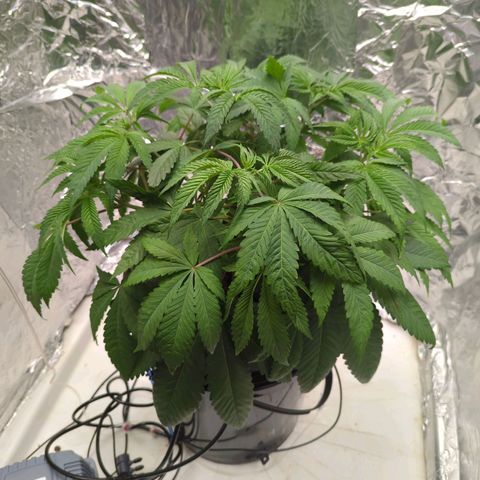 Moroccan Girl Scout Cookies  growlog photo: PM