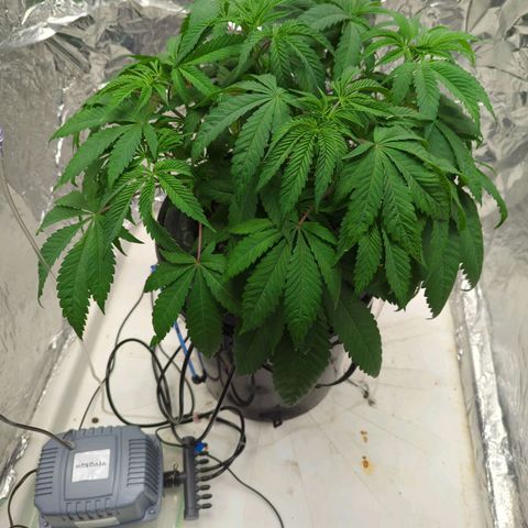 Moroccan Girl Scout Cookies  growlog photo: PM