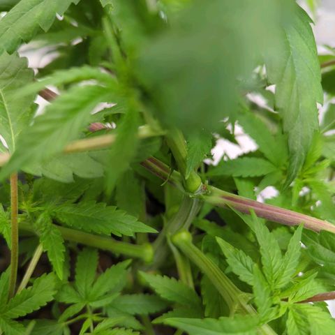 Moroccan Girl Scout Cookies  growlog photo: Topped location 