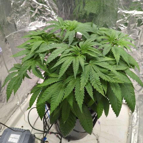 Moroccan Girl Scout Cookies  growlog photo: PM