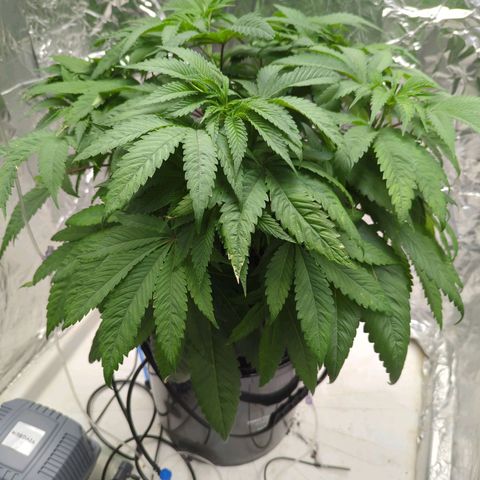 Moroccan Girl Scout Cookies  growlog photo: PM