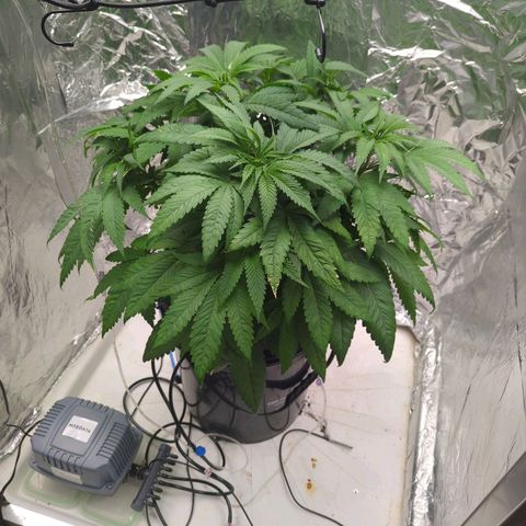 Moroccan Girl Scout Cookies  growlog photo: AM