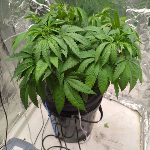 Moroccan Girl Scout Cookies  growlog photo: Minor defoliation 