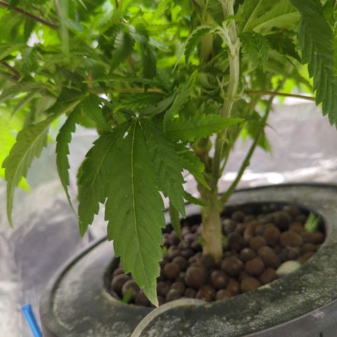 Moroccan Girl Scout Cookies  growlog photo: Minor under-defoliation