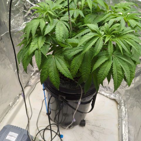 Moroccan Girl Scout Cookies  growlog photo: PM- After a brutal day.