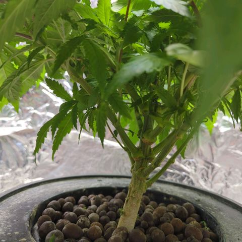 Moroccan Girl Scout Cookies  growlog photo: PM