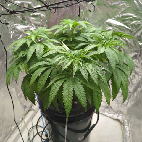 Moroccan Girl Scout Cookies  growlog photo: PM
