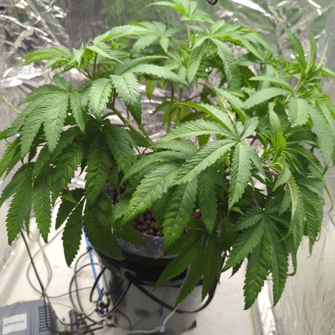 Moroccan Girl Scout Cookies  growlog photo: PM- More Defoliation 