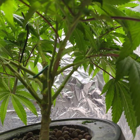 Moroccan Girl Scout Cookies  growlog photo: AM- Under