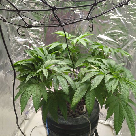 Moroccan Girl Scout Cookies  growlog photo: AM