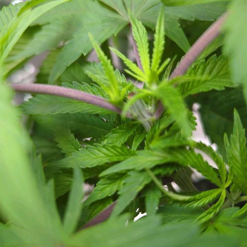 Moroccan Girl Scout Cookies  growlog photo: 2nd Topping 