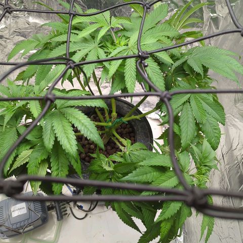 Moroccan Girl Scout Cookies  growlog timeline photo