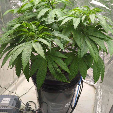 Moroccan Girl Scout Cookies  growlog photo: AM