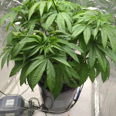 Moroccan Girl Scout Cookies  growlog photo: PM