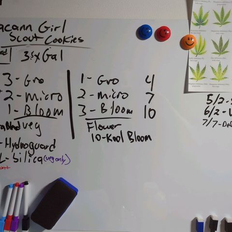 Moroccan Girl Scout Cookies  growlog photo: Potion Recipe 