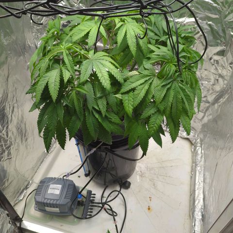 Moroccan Girl Scout Cookies  growlog photo: PM- AFTER CHORES!