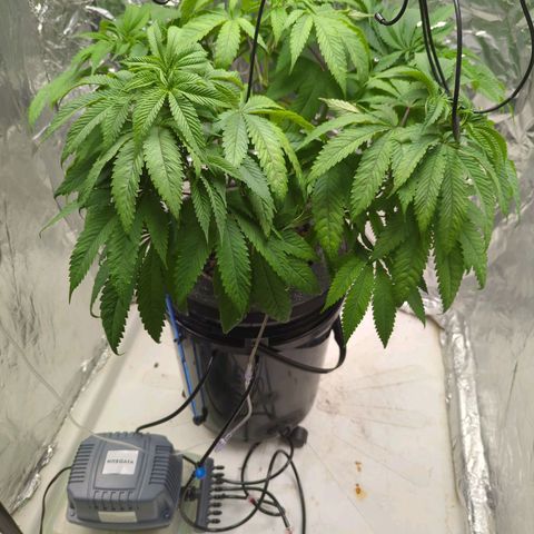 Moroccan Girl Scout Cookies  growlog photo: AM