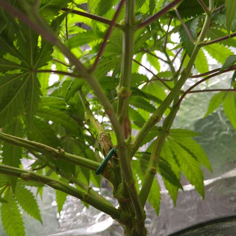 Moroccan Girl Scout Cookies  growlog timeline photo