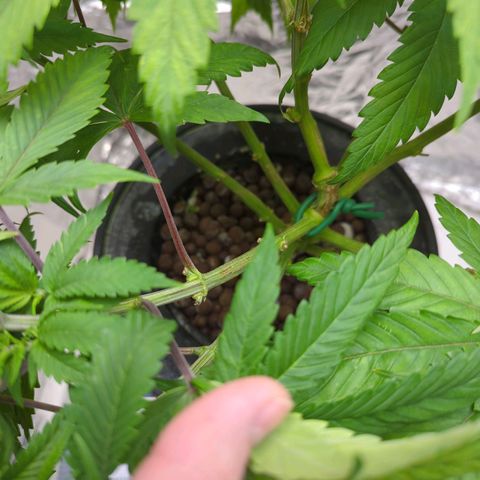 Moroccan Girl Scout Cookies  growlog timeline photo
