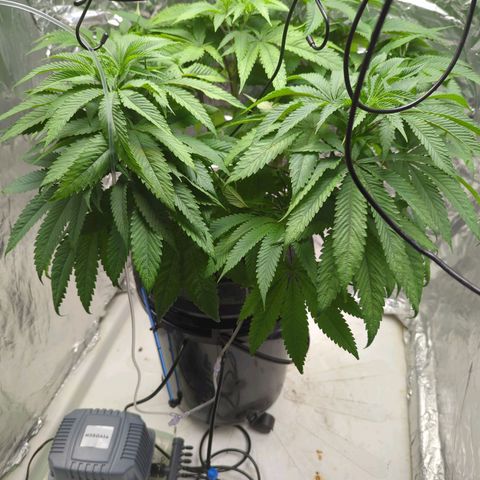 Moroccan Girl Scout Cookies  growlog photo: PM