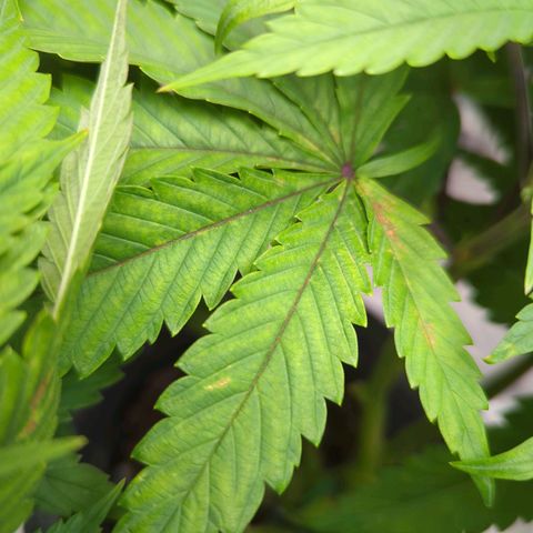Moroccan Girl Scout Cookies  growlog timeline photo