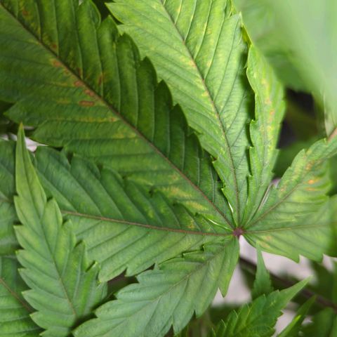 Moroccan Girl Scout Cookies  growlog timeline photo