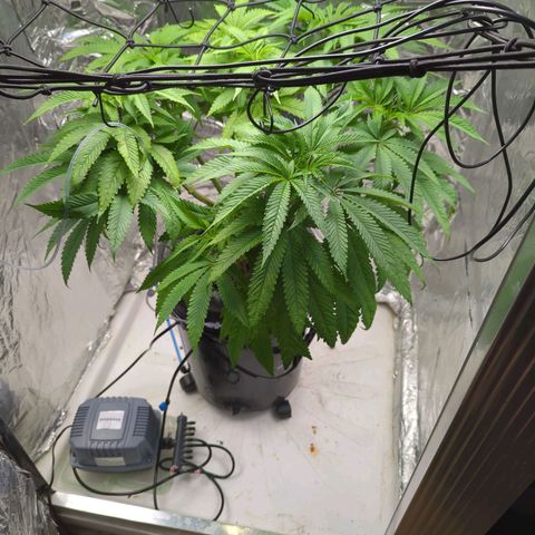 Moroccan Girl Scout Cookies  growlog photo: PM