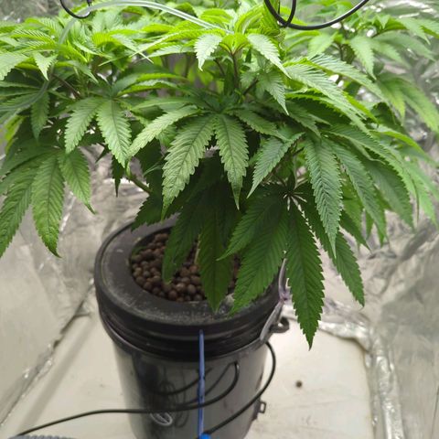 Moroccan Girl Scout Cookies  growlog photo: PM