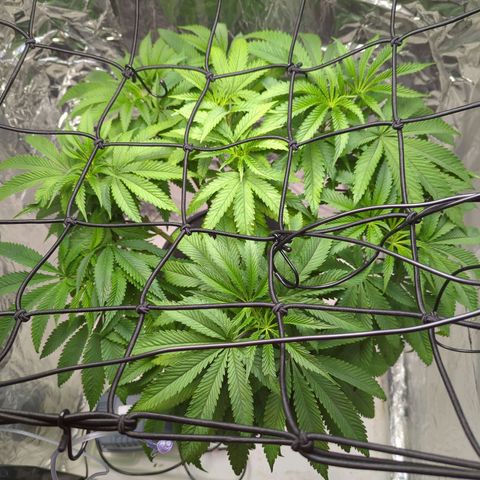 Moroccan Girl Scout Cookies  growlog timeline photo