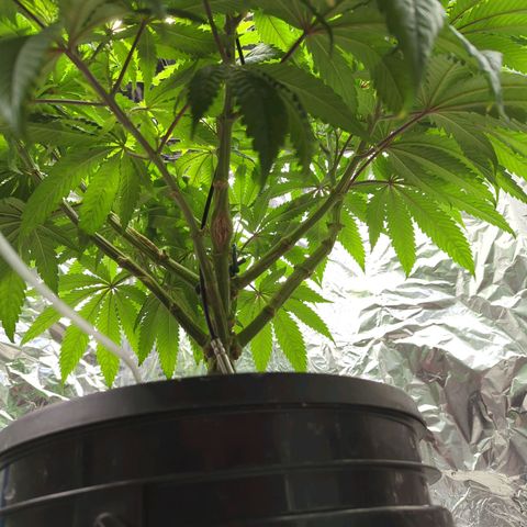 Moroccan Girl Scout Cookies  growlog timeline photo