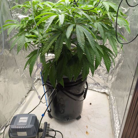 Moroccan Girl Scout Cookies  growlog timeline photo