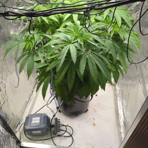 Moroccan Girl Scout Cookies  growlog timeline photo