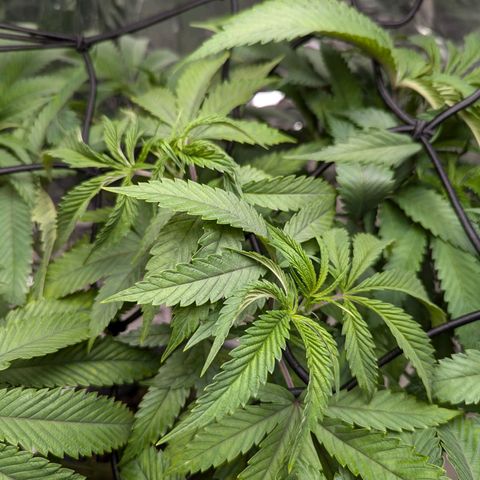 Moroccan Girl Scout Cookies  growlog timeline photo