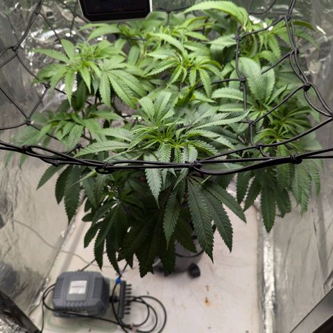 Moroccan Girl Scout Cookies  growlog timeline photo
