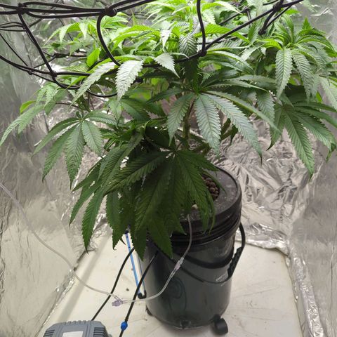 Moroccan Girl Scout Cookies  growlog timeline photo