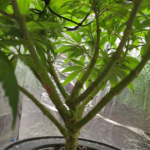 Moroccan Girl Scout Cookies  growlog timeline photo