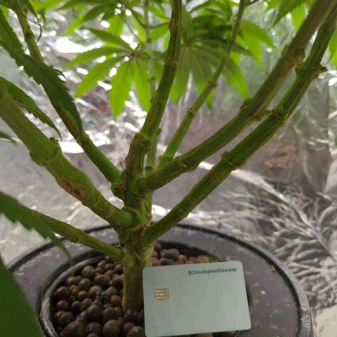 Moroccan Girl Scout Cookies  growlog timeline photo