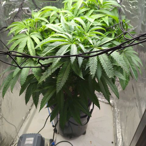 Moroccan Girl Scout Cookies  growlog timeline photo